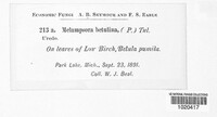 Melampsoridium betulinum image